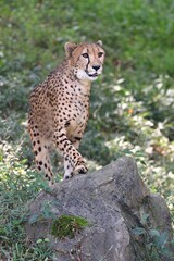 岩の上に立つチーター