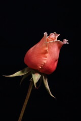 Orange Rose Bud on a black background.
