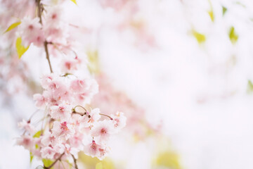 Pink cherry tree or sakura blossom with copy space for text