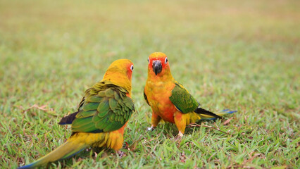 Portrait of Sun Conure parrot couple relax on grass