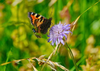 butterfly on a flower