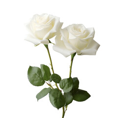 white rose isolated created with Generative AI - obrazy, fototapety, plakaty