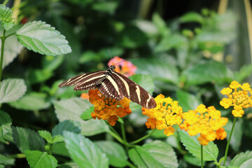 The long-winged zebra butterfly has black and white stripes resembling a zebra.