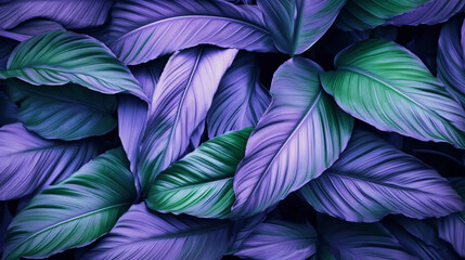 Obraz na płótnie Canvas purple more beautiful Tropical leaves