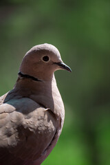 Close-up/ telelens shot of a pigeon/ bird under the sun, with a green natural background, in Athens, Greece.