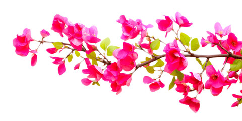 Obraz na płótnie Canvas pink bougainville flowers on a transparent background.