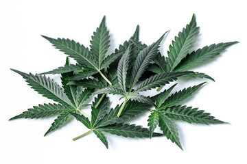 Cannabis is a standoff between a drug and a medicine. Green background of leaves.Close-up young hemp. Medicinal indica with CBD.Green cannabis leaves isolated on white background.