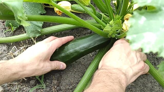 Hands cut with a knife a ripe zucchini from a bush in the garden