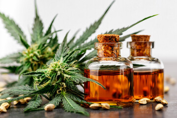 Green leaves of medicinal cannabis with extract oil.Medical marijuana flower buds. Hemp buds - medical marijuana concept.