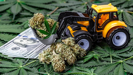 Money and Marijuana Plant Close Up.Marijuana spilling on money stock market investment concept.
