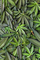 CBD Beautiful background green cannabis flowers.Cannabis Sativa Leaves On Dark - Medical Legal Marijuana.cbd oil - medical marijuana concept,alternative herb medicine.