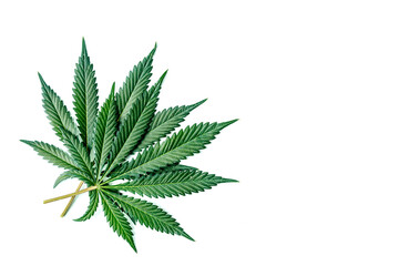 Green cannabis leaves isolated on white background.Cannabis is a standoff between a drug and a medicine.Medicinal indica with CBD. Growing medical marijuana.