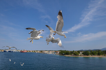 Fototapeta na wymiar Seagull - Larus marinus flies through the air with outstretched wings. Blue sky. The harbor in the background.