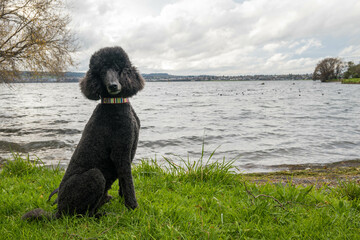 Black standard poodle sitting in the grass next to Lake Taupo, New Zealand.