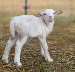 Obraz premium Sheep lamb still unsteady on its legs