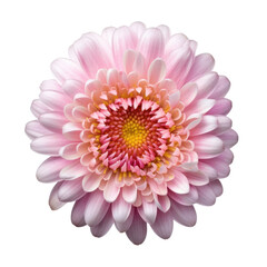 pink dahlia isolated on transparent background cutout