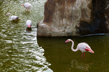 Flamingos in Al Khor Park, Qatar