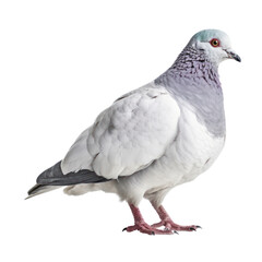 Naklejka premium pigeon isolated on transparent background cutout