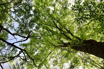 A view underneath the tall trees in the forest.