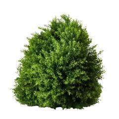 Fototapeta premium bush isolated on transparent background cutout