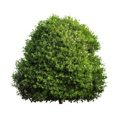 bush isolated on transparent background cutout