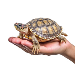Obraz premium turtle in hand isolated on transparent background cutout