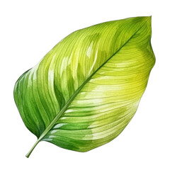 green leaf watercolor isolated on transparent background cutout
