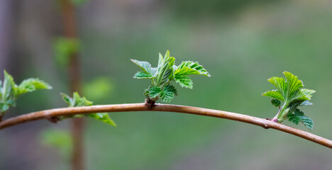 Branch with green leaves on a blurred background
