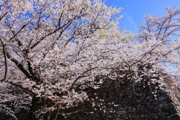 小諸城址の桜