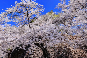 小諸城址の桜