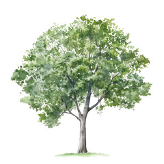 tree watercolor isolated on transparent background cutout