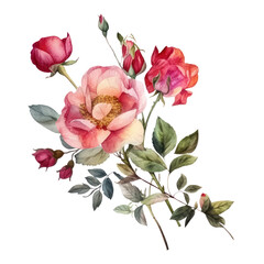 bouquet of roses watercolor isolated on transparent background cutout
