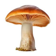 mushroom isolated on transparent background cutout
