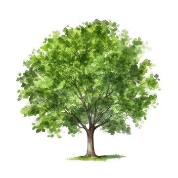 tree watercolor isolated on transparent background cutout