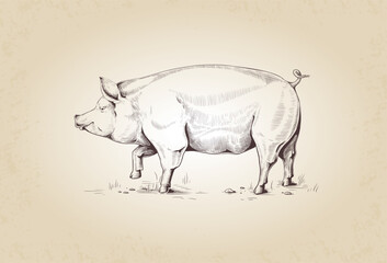 Vintage pig. Engraving domestic animal. Livestock hand drawn sketch. Natural pork. Meat for sausage and bacon. Swine at pasture grazing. Agriculture mammal. Vector graphic kitchen label