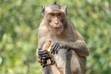 Macaque eats banana in tropical nature, Thailand