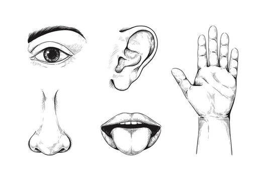 Five senses. Human anatomy. Sticking out tongue. Mouth lips. Nose and ear. Hand palm and eye. Sensory line sketch. Smell and taste. Tactile sensation. Vector monochrome body elements set