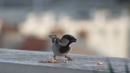 sparrow, chickadee