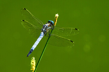 Dragonfly in green grass on a summer sunny day