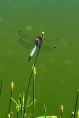 Dragonfly in green grass on a summer sunny day
