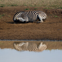 Fototapeta na wymiar a zebra having a nap with reflection on the water