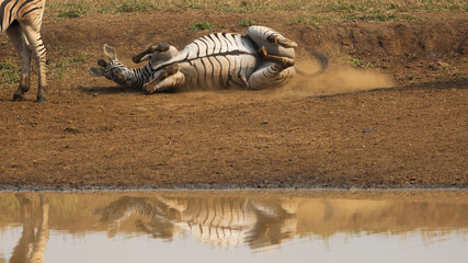 Obraz na płótnie Canvas zebra rolling around at the waterhole