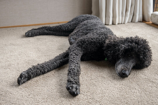Black standard poodle laying on the carpet.