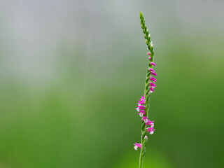 初夏の草原のネジバナ