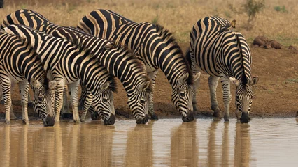 Deurstickers zebras drinking water in a row © Jurgens