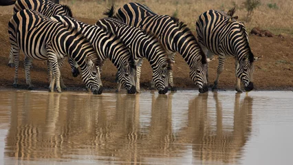 Gordijnen zebras drinking water in a row © Jurgens
