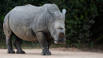 Naklejka premium big, bull, large, dehorned, africa, african, animal, autumn, dry season, free roaming, kruger, kruger national park, natural, nature, photography, rhino, rhinoceros, safari, sighting, south africa, tr