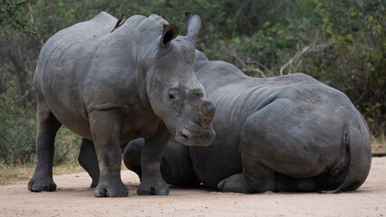 Naklejka premium a sub-adult rhino and cow