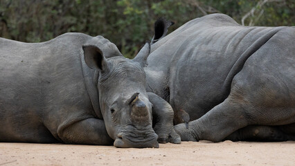 a sub-adult rhino and cow