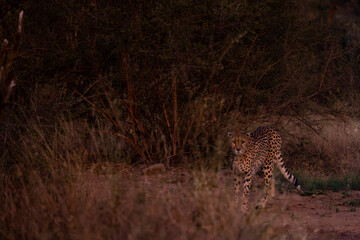 cheetah on the move under the cover of darkness